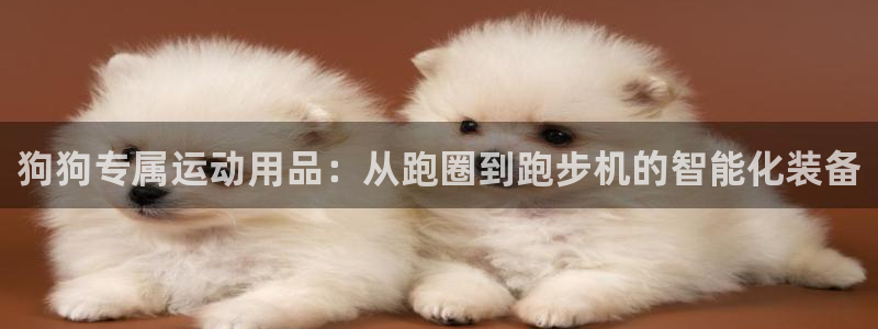 fb体育注册:狗狗专属运动用品:从跑圈到跑步机的智能化装备